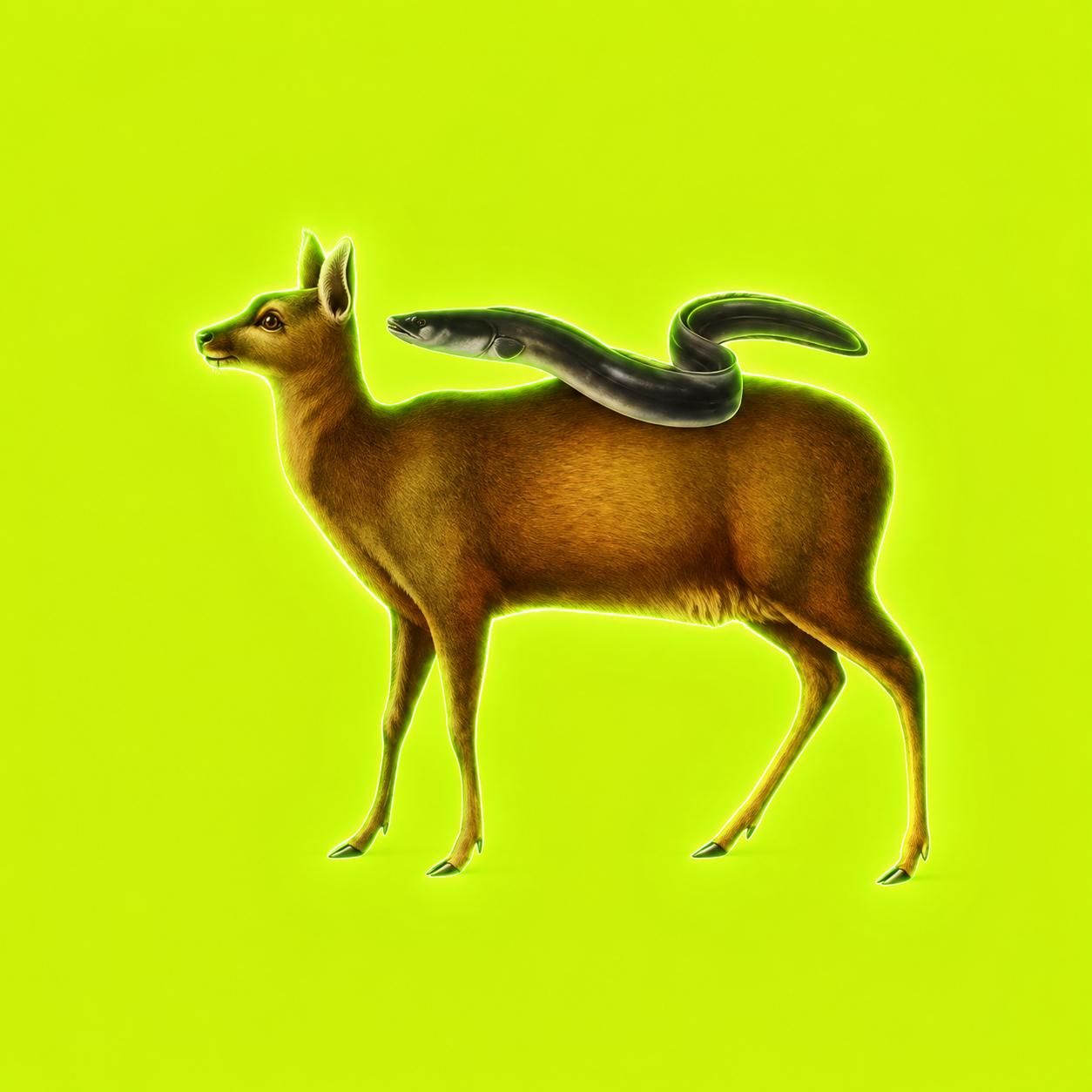 Eel on Musk — an eel riding a deer